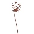 Rostblume Dolde am Stab, rostfarben, Höhe 91 cm